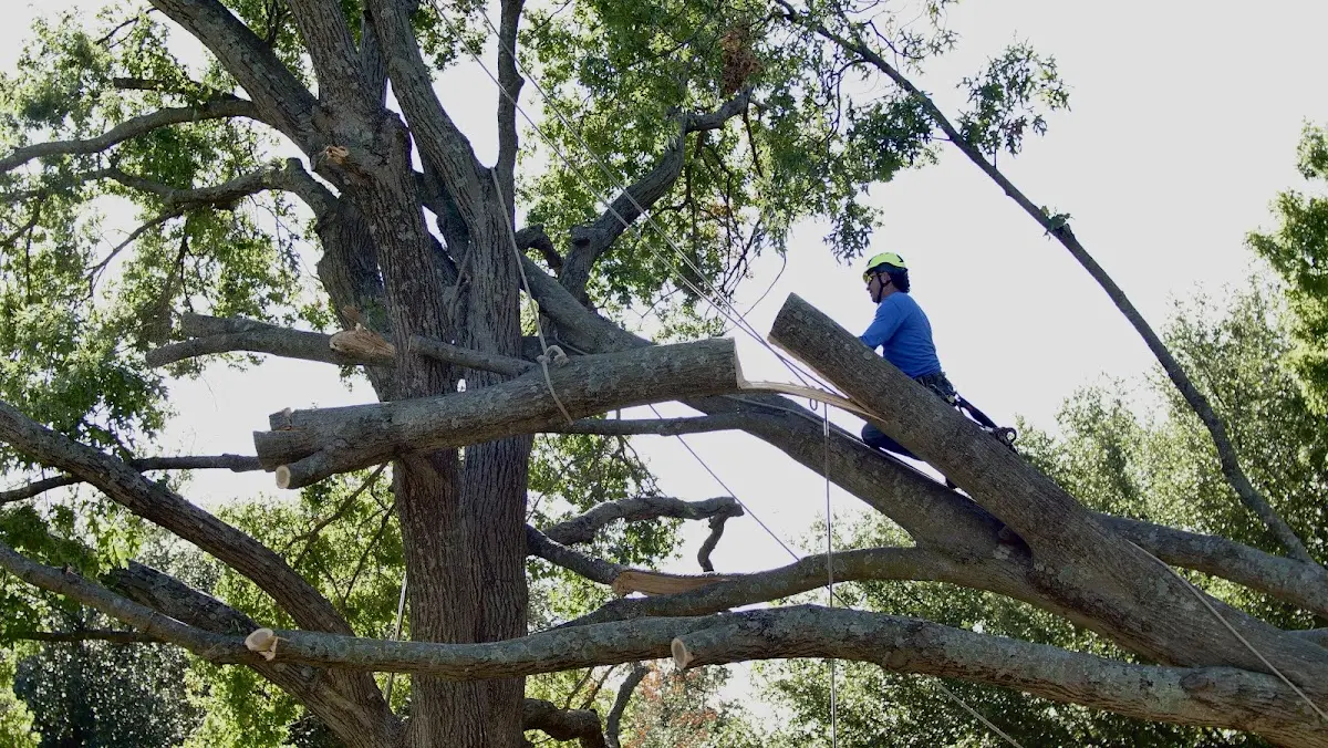 Professional Crown Thinning performed by certified arborists in Calvin