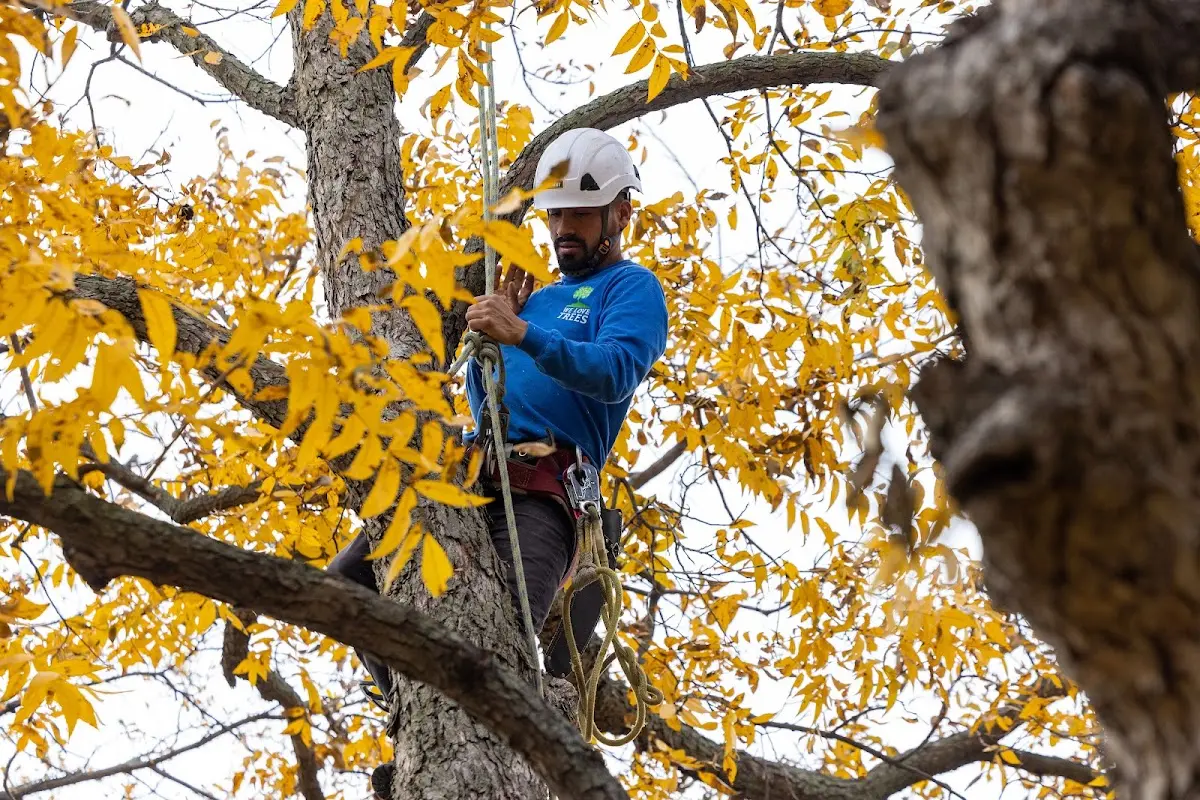Skilled Dead Tree Removal crew working in Calvin